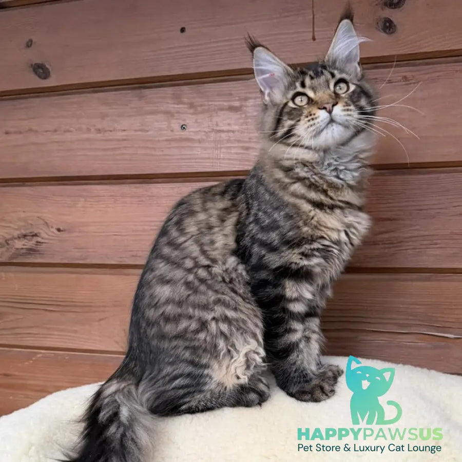 Ulfred Maine Coon male black spotted tabby - live animals