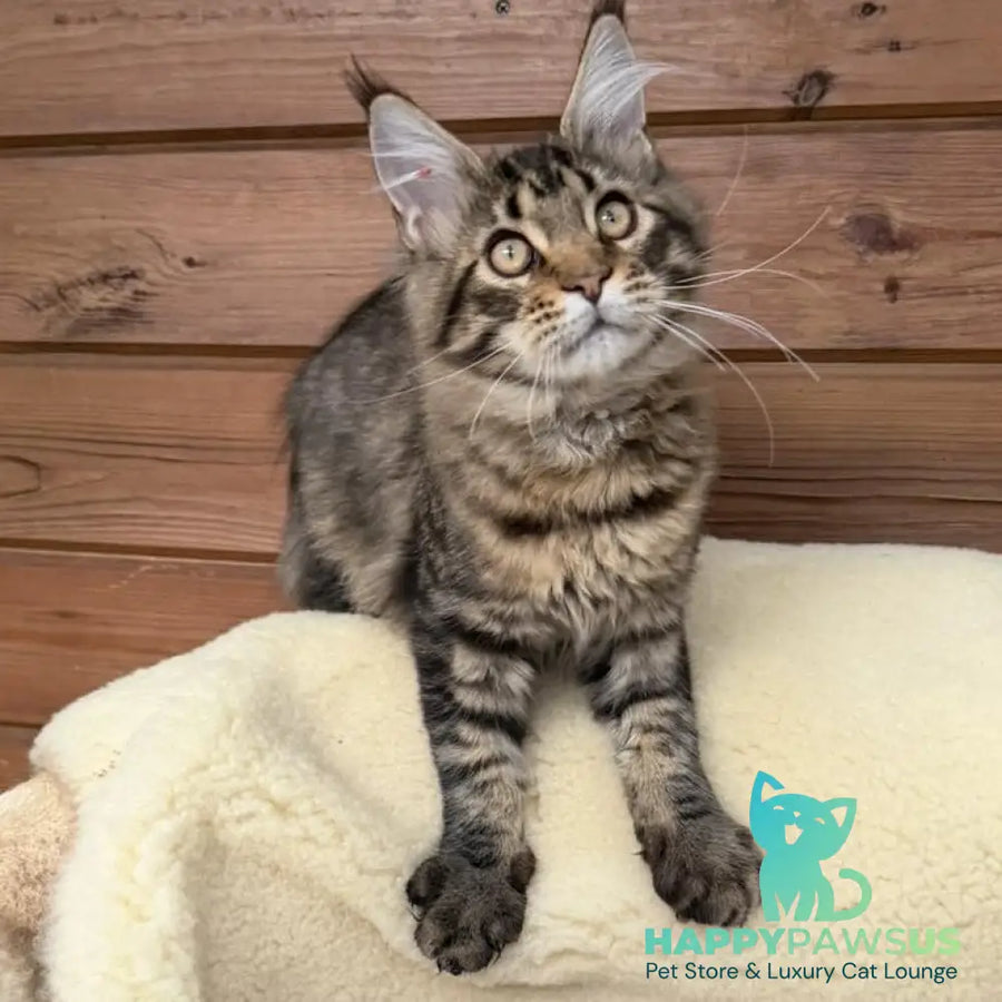 Ulfred Maine Coon male black spotted tabby - live animals
