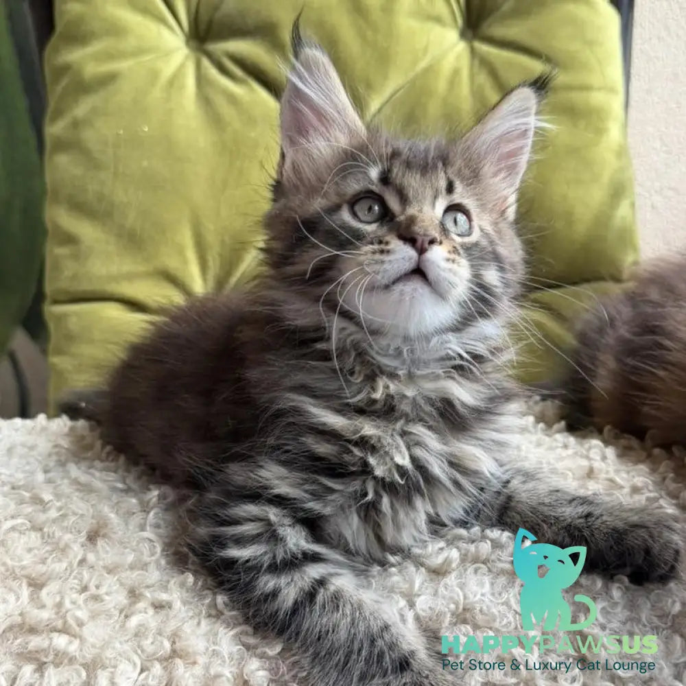 Ulfred Maine Coon male black tabby - live animals