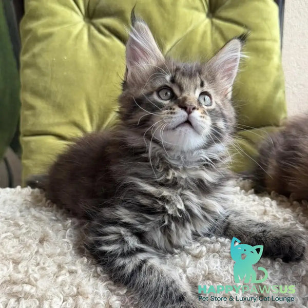Ulfred Maine Coon male black tabby - live animals