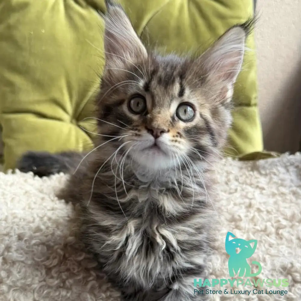 Ulfred Maine Coon male black tabby - live animals