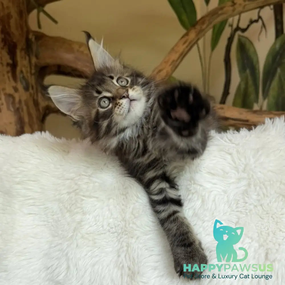 Ulfred Maine Coon male black tabby - live animals