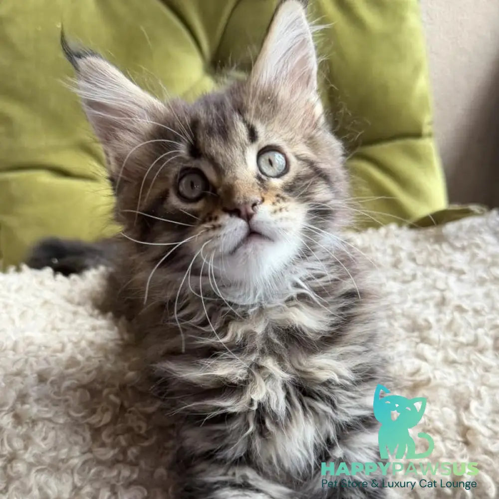 Ulfred Maine Coon male black tabby - live animals