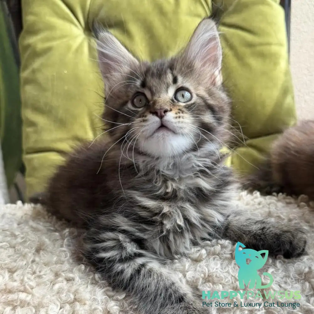 Ulfred Maine Coon male black tabby - live animals