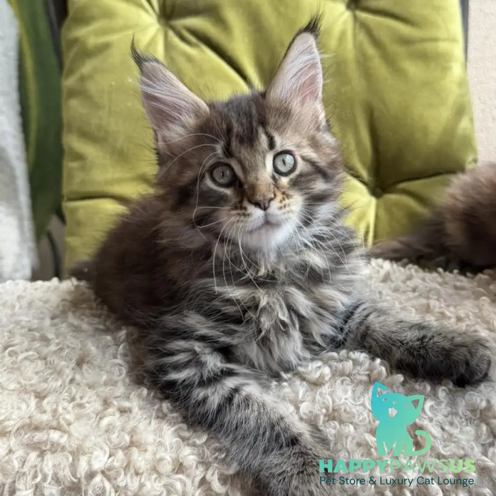 Ulfred Maine Coon male black tabby - live animals