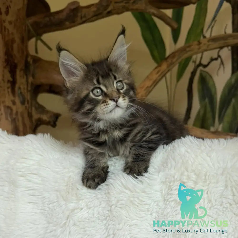 Ulfred Maine Coon male black tabby - live animals
