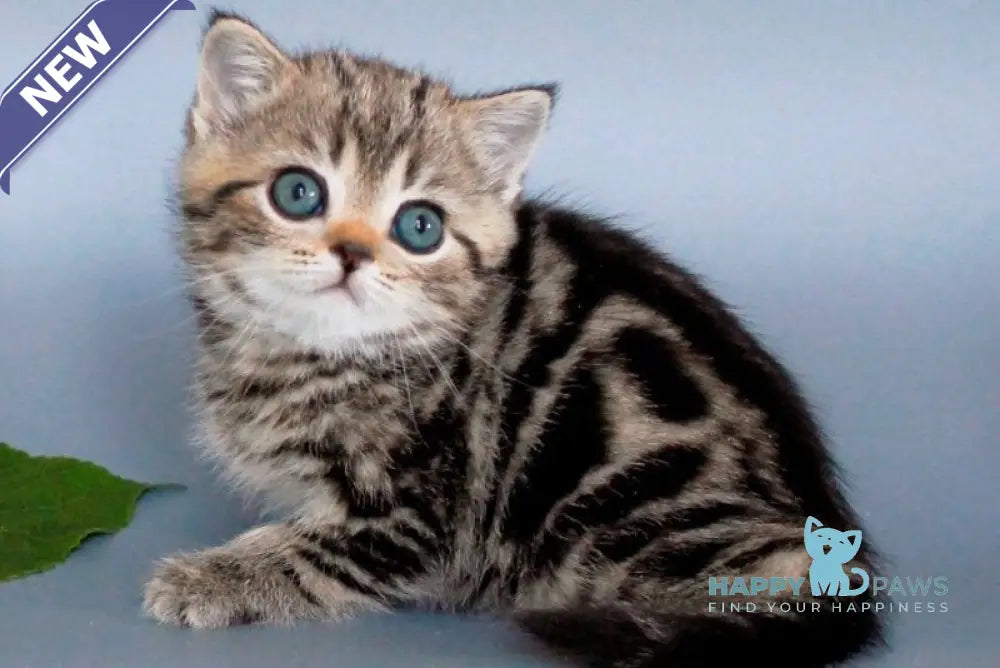 Ulia British Shorthair female black tabby live animals