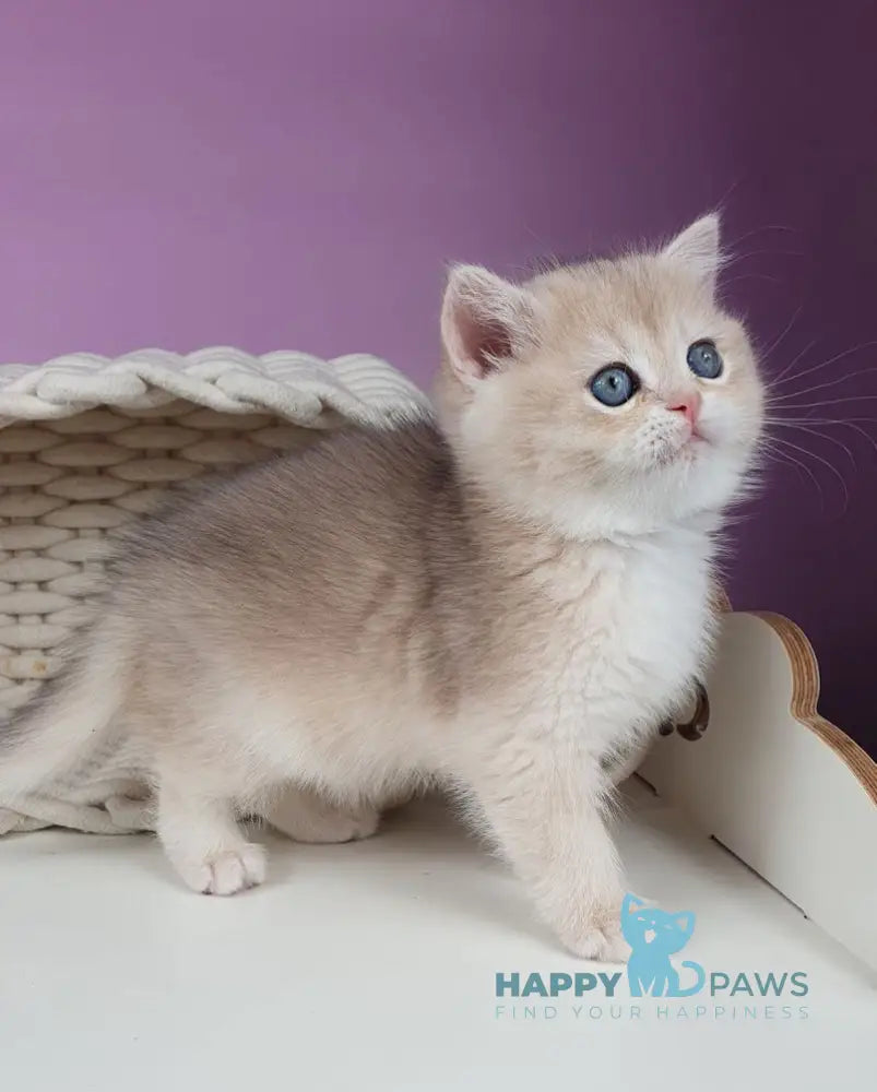 Ulia British Shorthair female blue golden chinchilla live animals