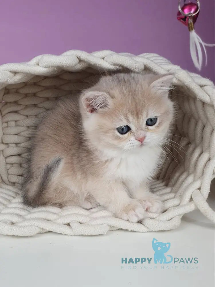 Ulia British Shorthair female blue golden chinchilla live animals