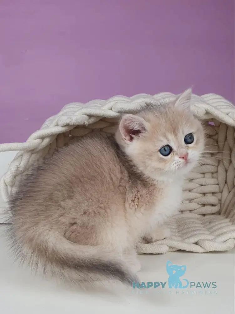 Ulia British Shorthair female blue golden chinchilla live animals