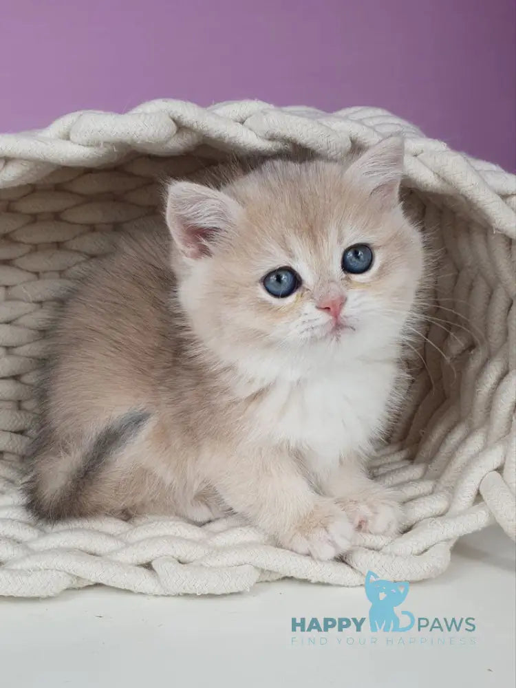Ulia British Shorthair female blue golden chinchilla live animals