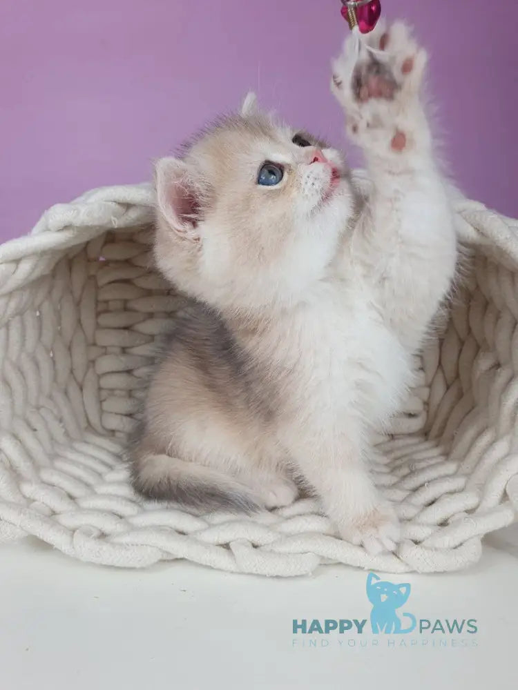 Ulia British Shorthair female blue golden chinchilla live animals