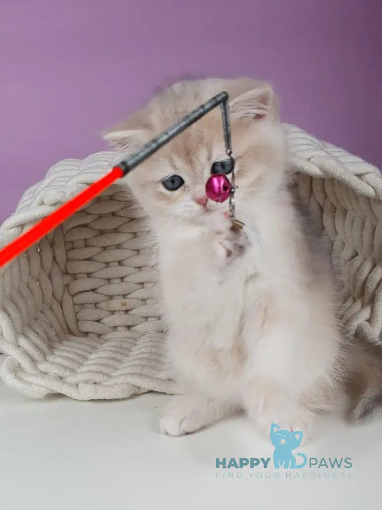 Ulia British Shorthair female blue golden chinchilla live animals