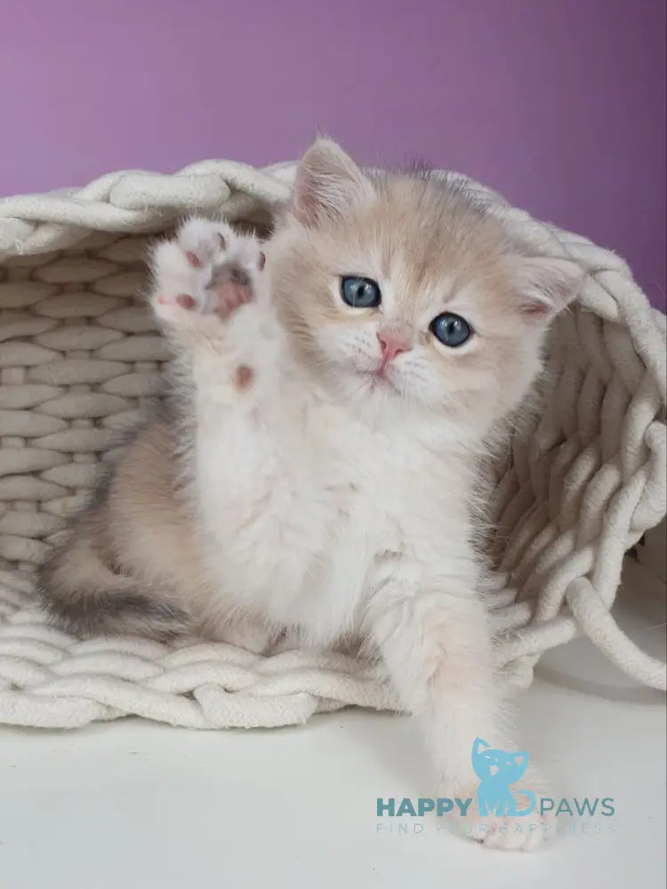 Ulia British Shorthair female blue golden chinchilla live animals