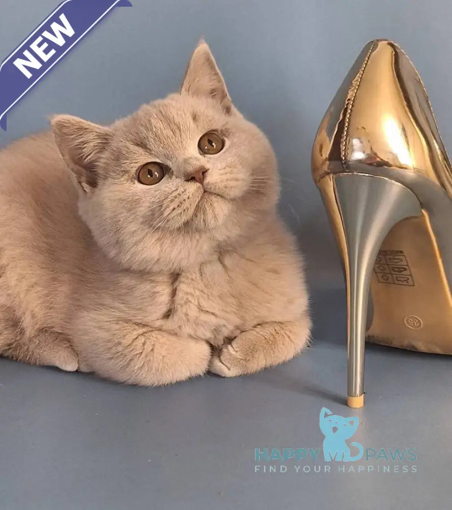 Ulian British Shorthair male lilac live animals