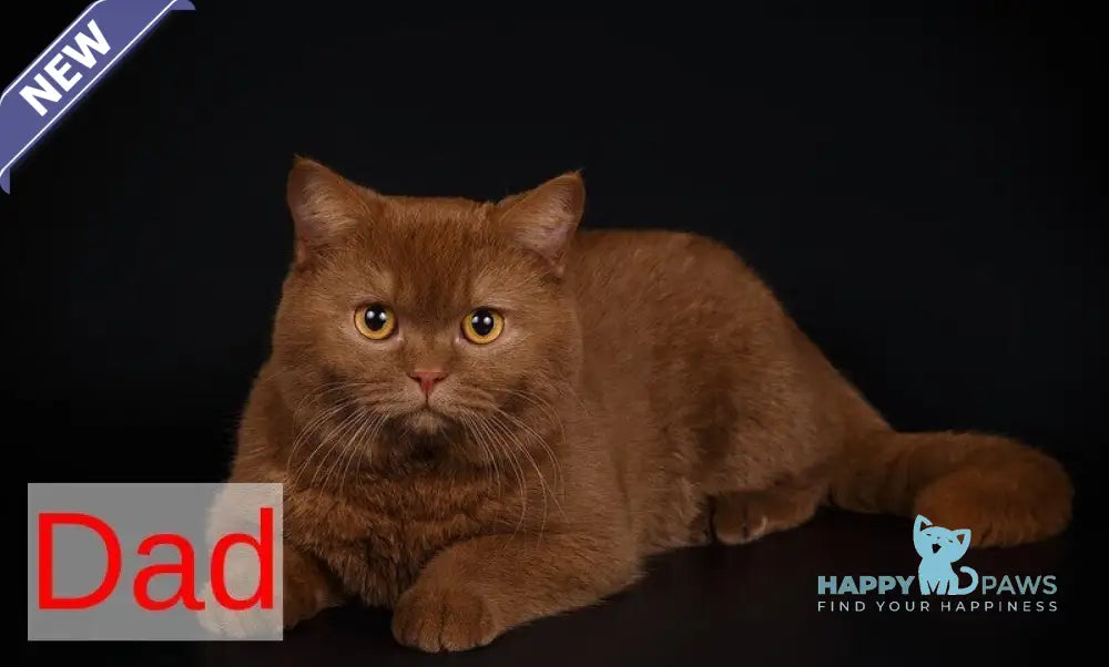 Ulian British Shorthair male lilac live animals