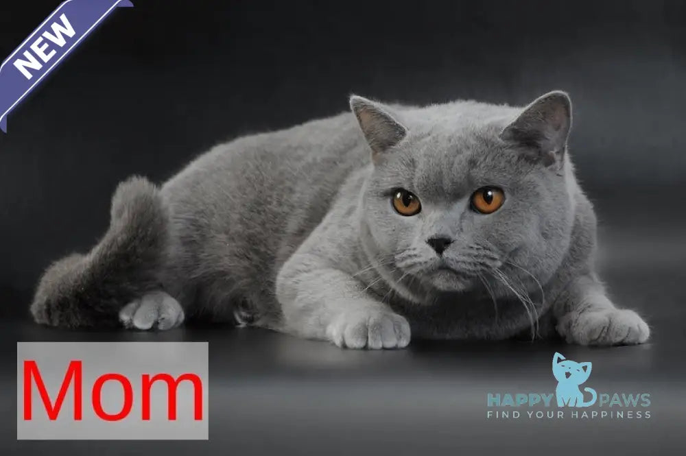 Ulian British Shorthair male lilac live animals