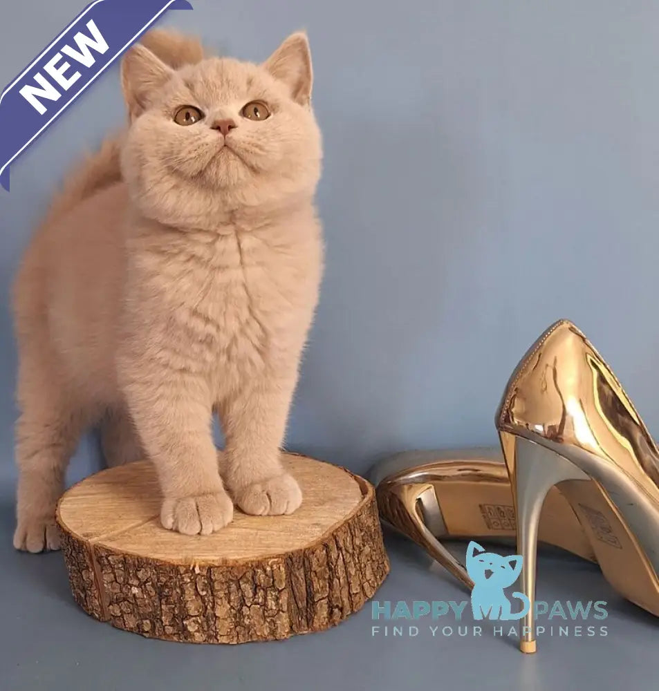 Ulian British Shorthair male lilac live animals