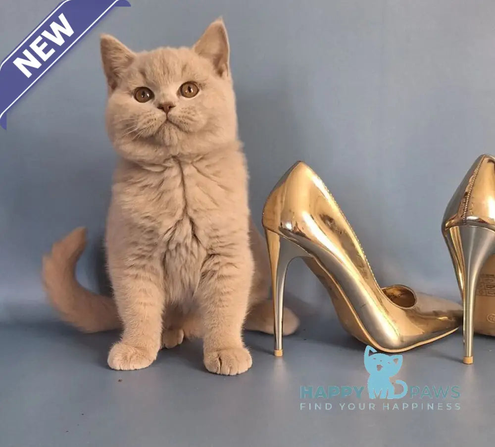 Ulian British Shorthair male lilac live animals