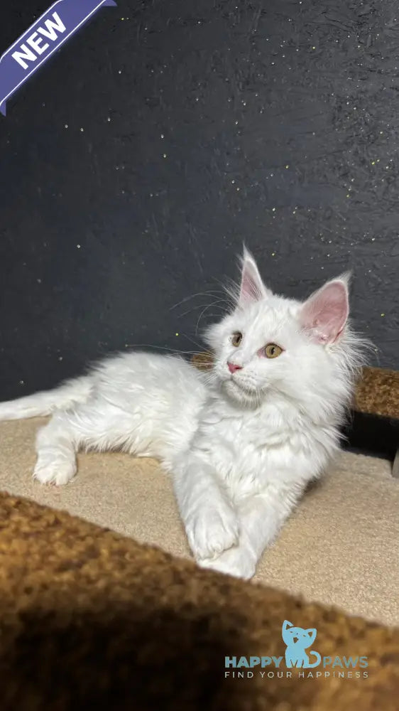 Ulian Maine Coon male white live animals