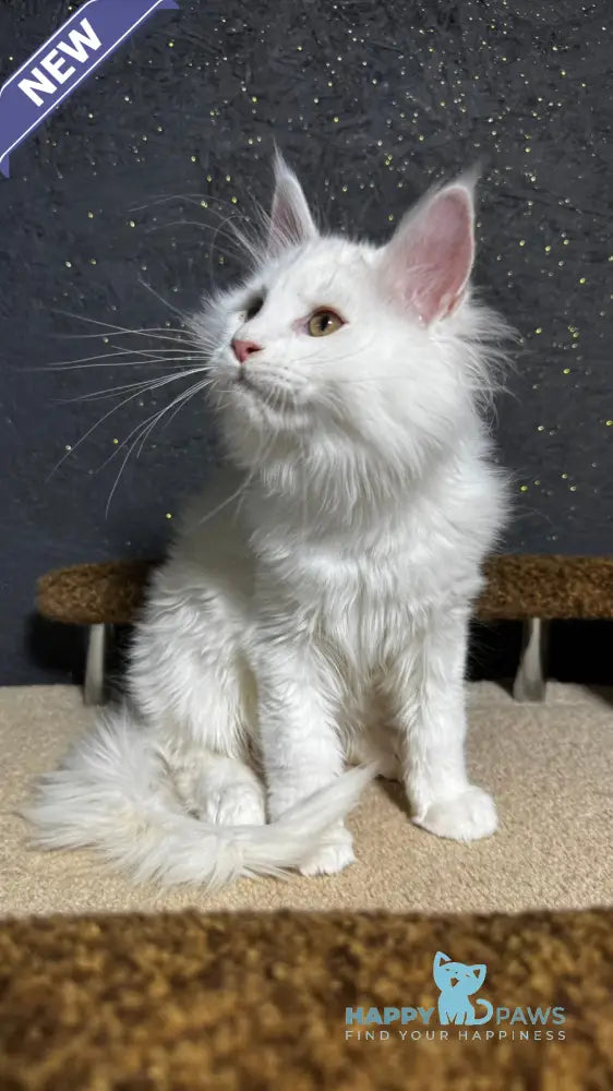Ulian Maine Coon male white live animals