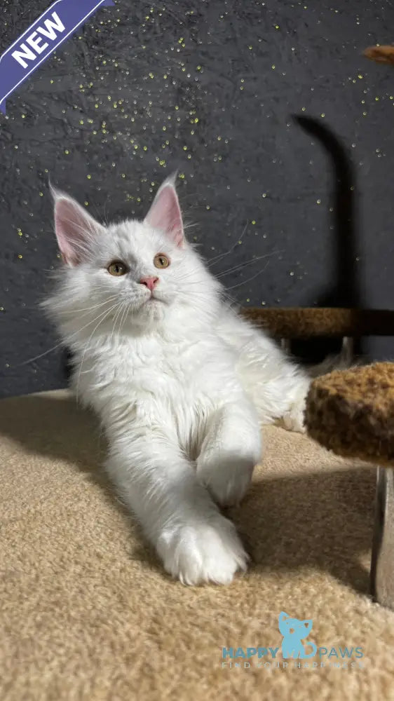 Ulian Maine Coon male white live animals