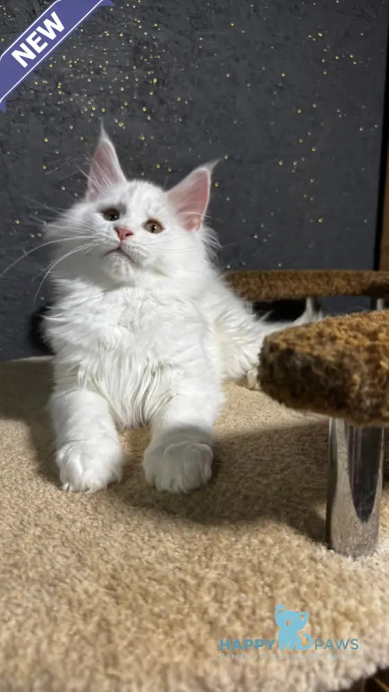Ulian Maine Coon male white live animals