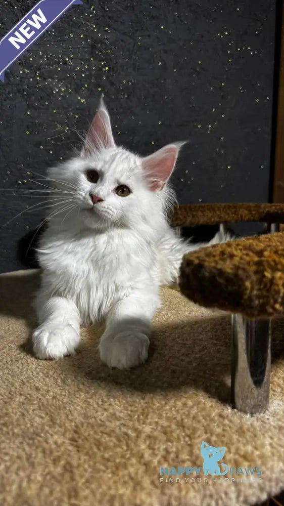 Ulian Maine Coon male white live animals