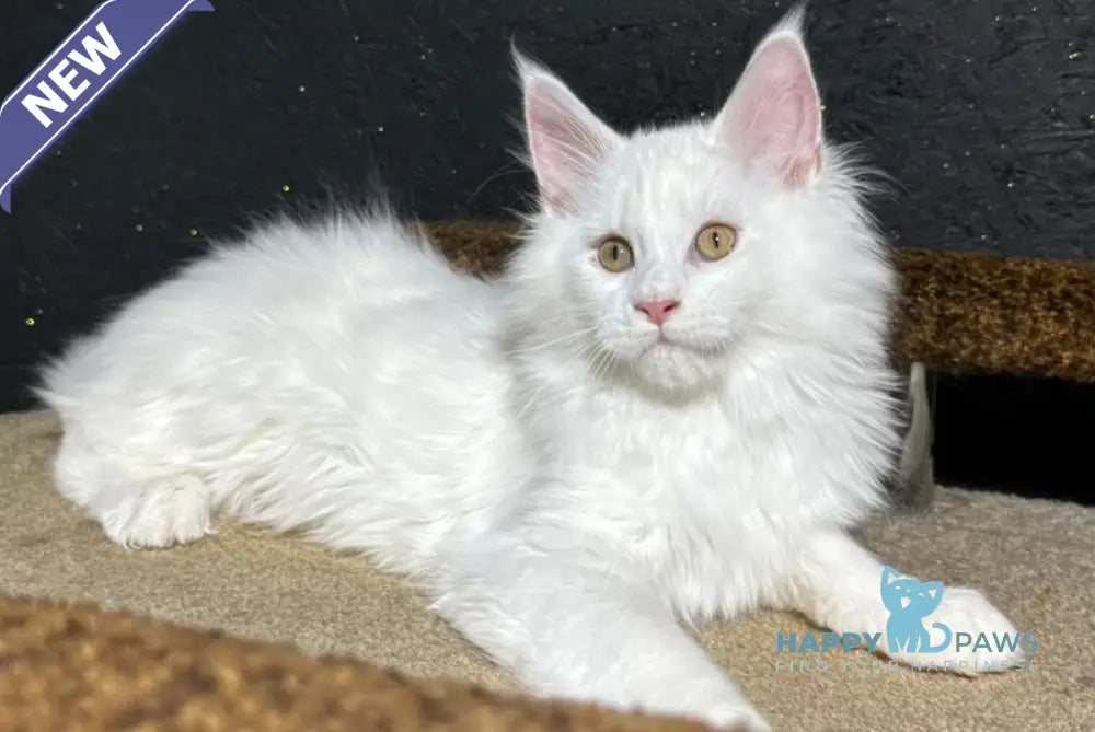 Ulian Maine Coon male white live animals