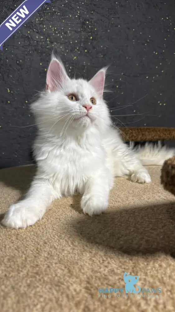 Ulian Maine Coon male white live animals