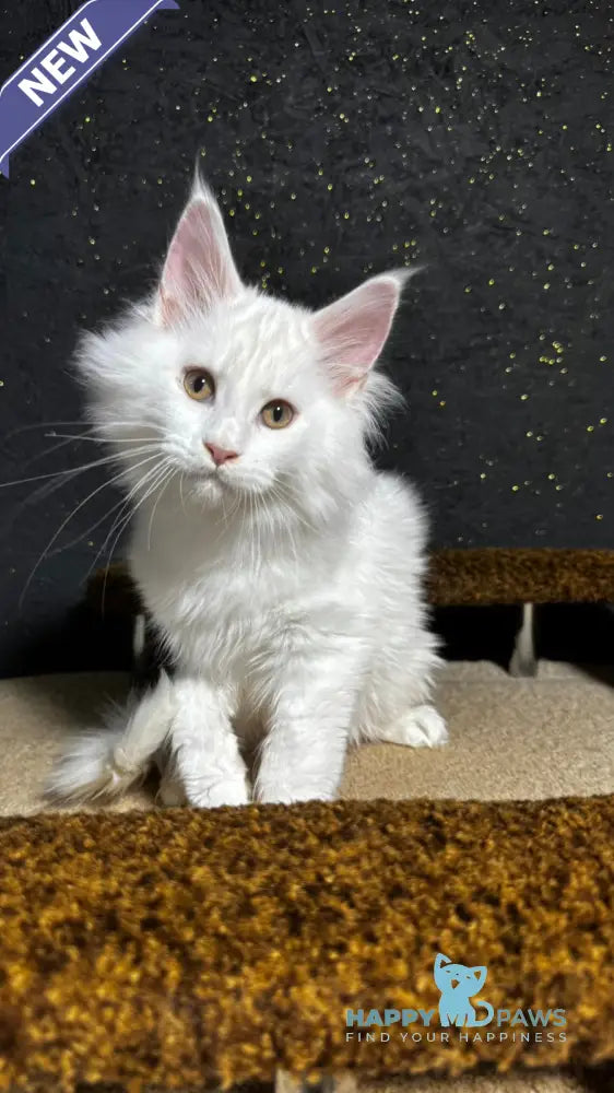 Ulian Maine Coon male white live animals