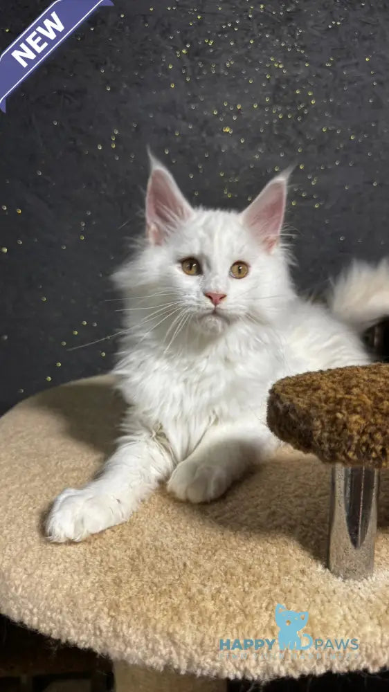 Ulian Maine Coon male white live animals
