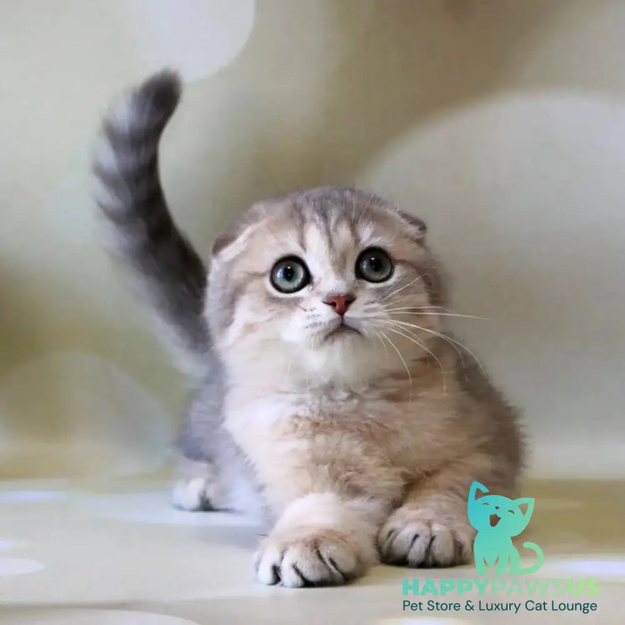 Uliana Scottish Fold female blue golden spotted tabby - live animals