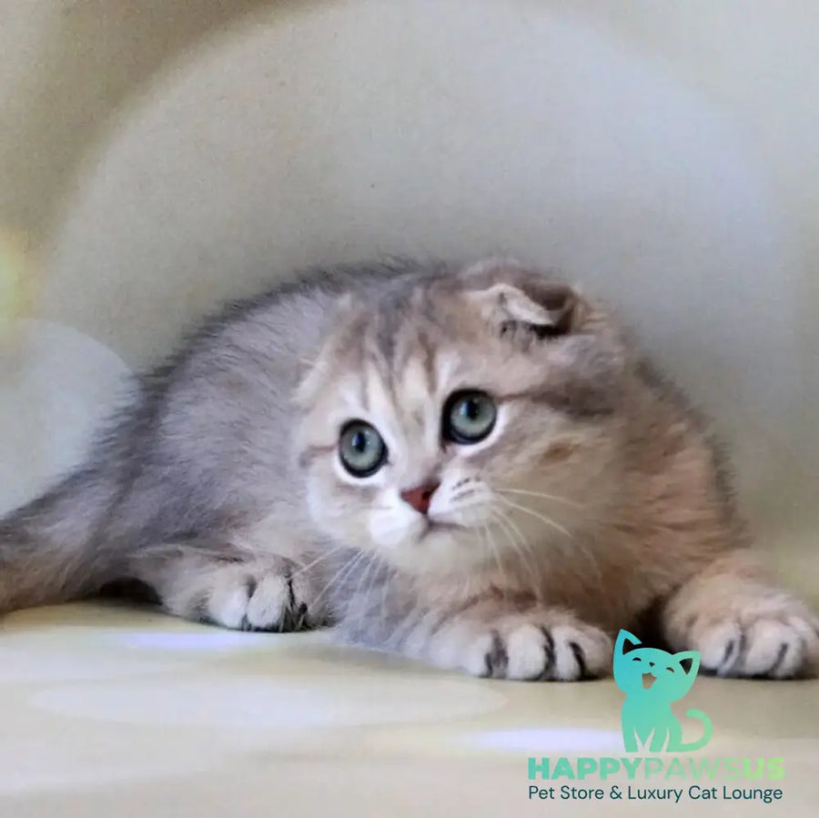 Uliana Scottish Fold female blue golden spotted tabby - live animals