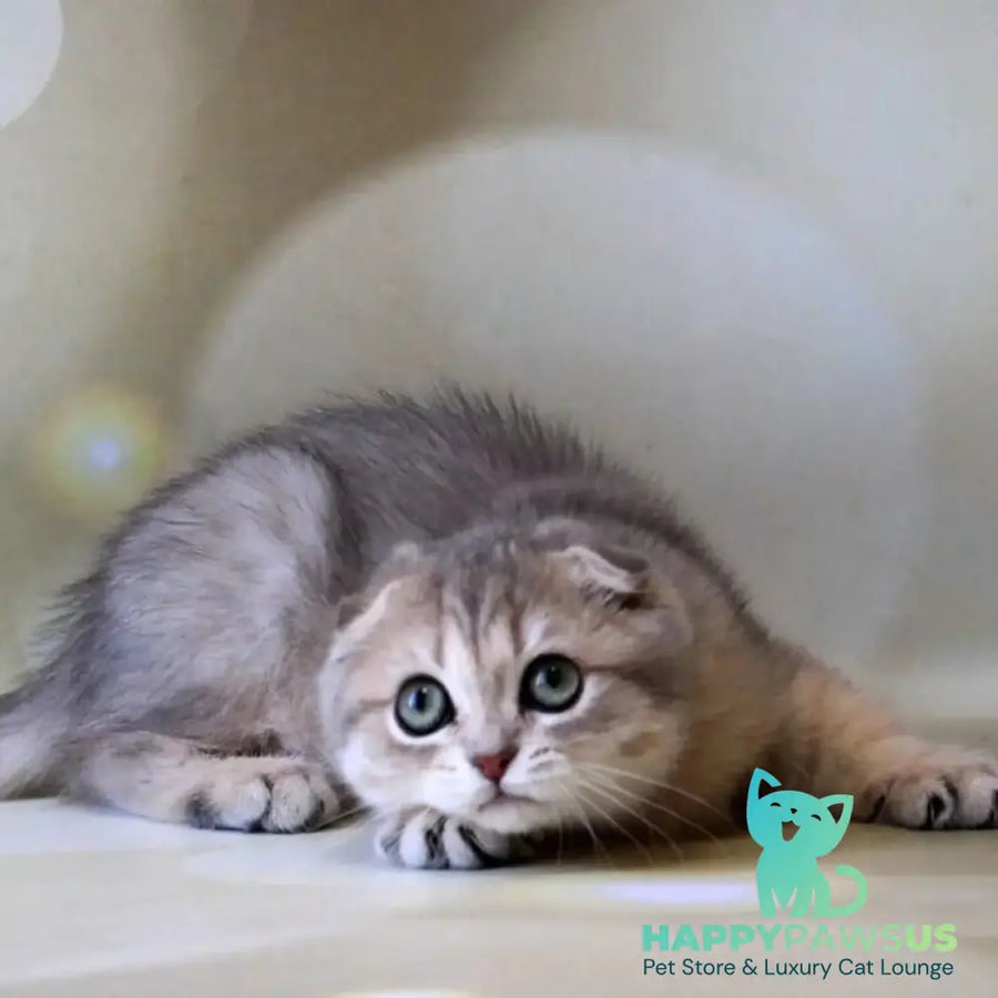 Uliana Scottish Fold female blue golden spotted tabby - live animals