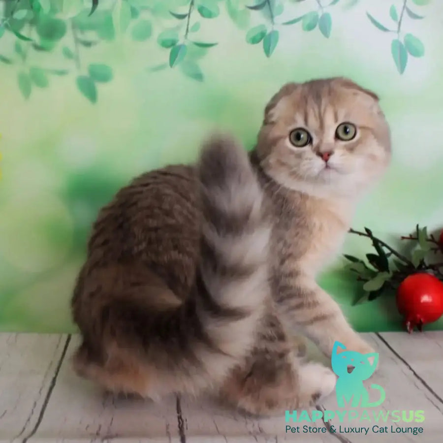 Uliana Scottish Fold female blue golden spotted tabby - live animals