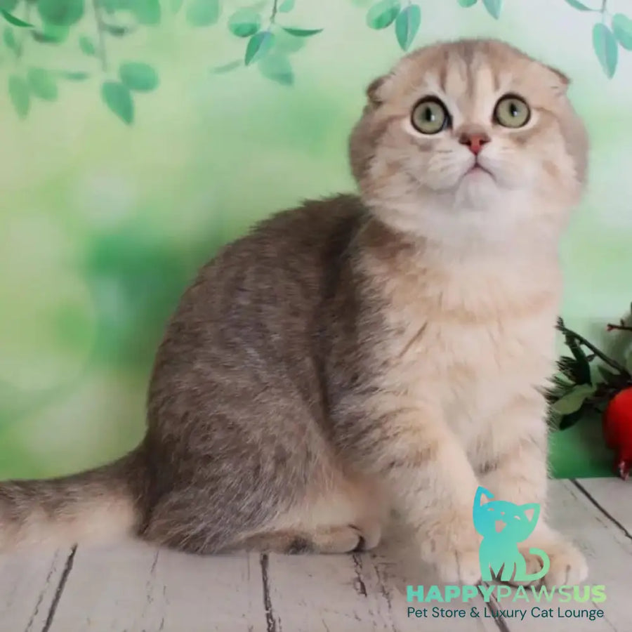 Uliana Scottish Fold female blue golden spotted tabby - live animals