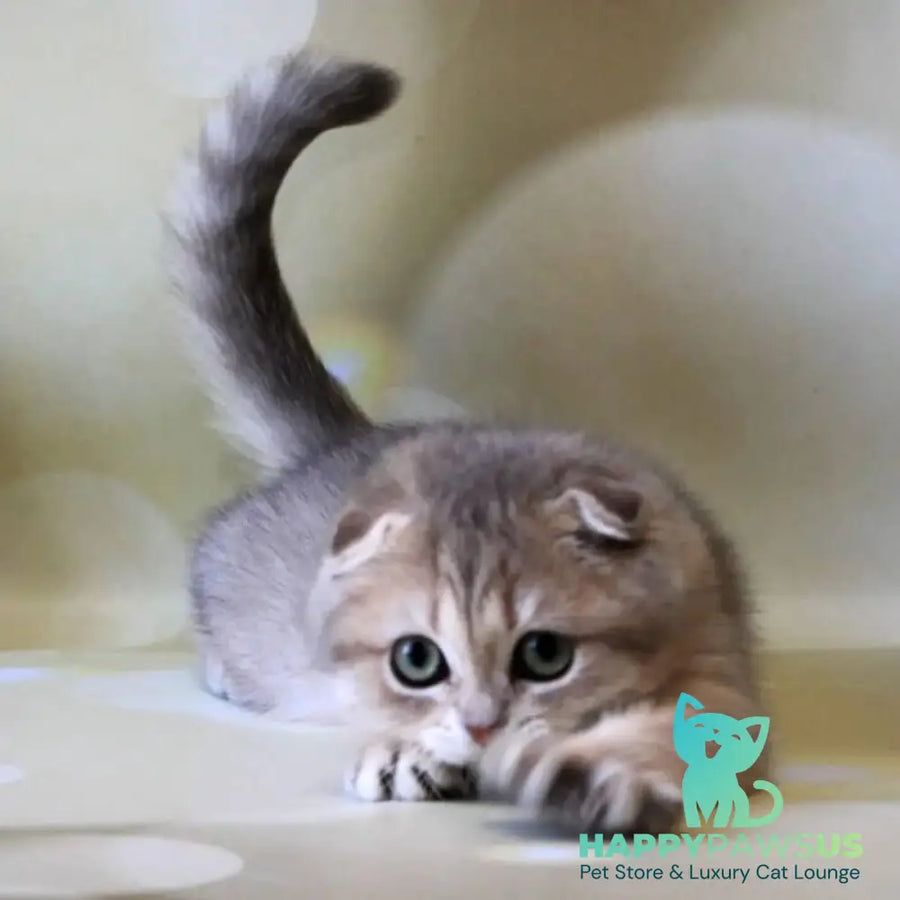 Uliana Scottish Fold female blue golden spotted tabby - live animals