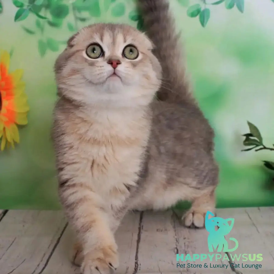 Uliana Scottish Fold female blue golden spotted tabby - live animals