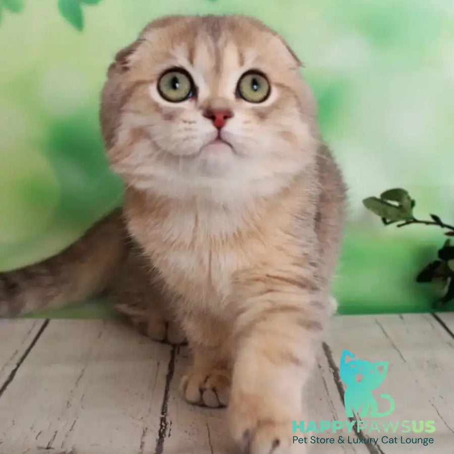 Uliana Scottish Fold female blue golden spotted tabby - live animals