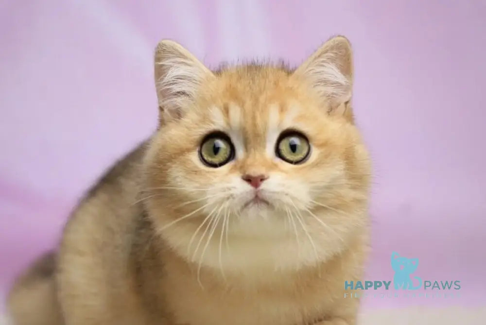Ulick British Shorthair male black golden shaded live animals