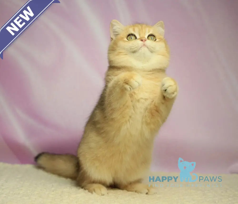 Ulick British Shorthair male black golden shaded live animals
