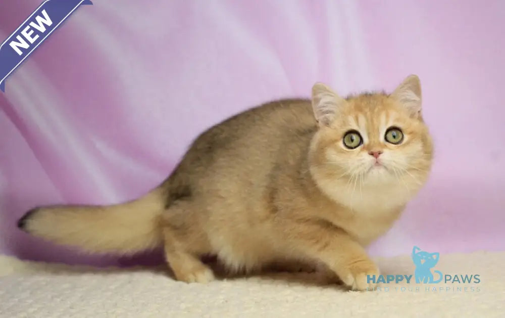 Ulick British Shorthair male black golden shaded live animals