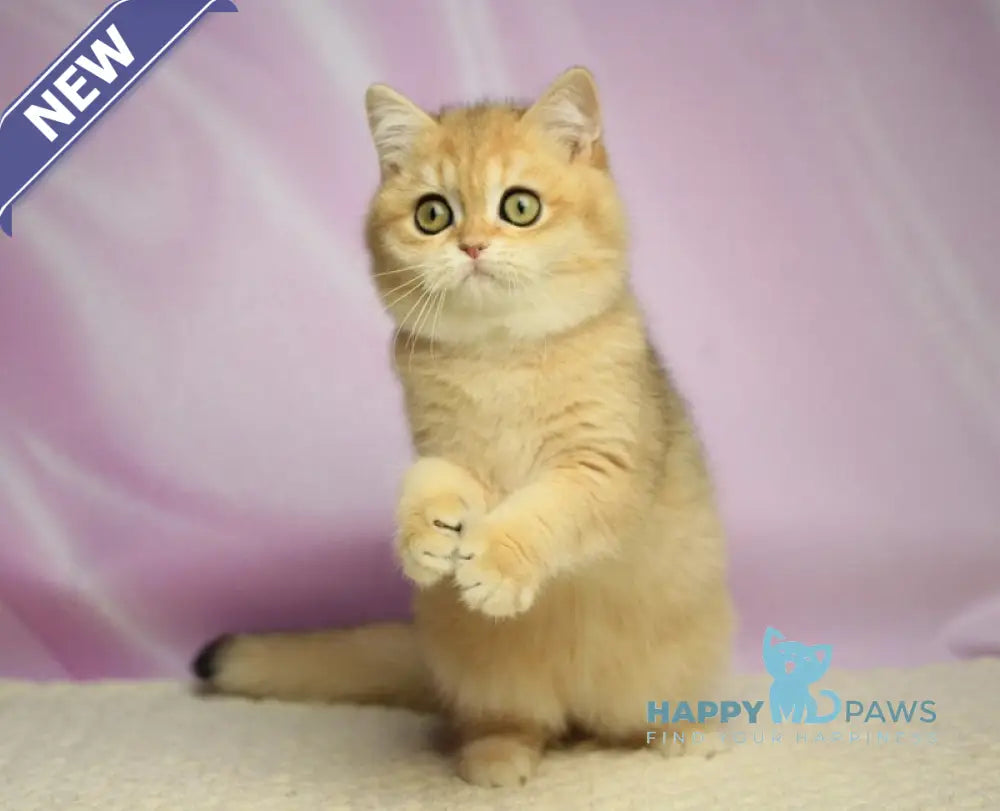 Ulick British Shorthair male black golden shaded live animals
