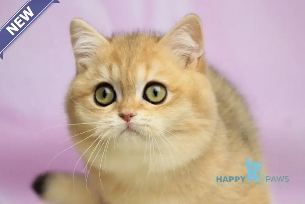 Ulick British Shorthair male black golden shaded live animals