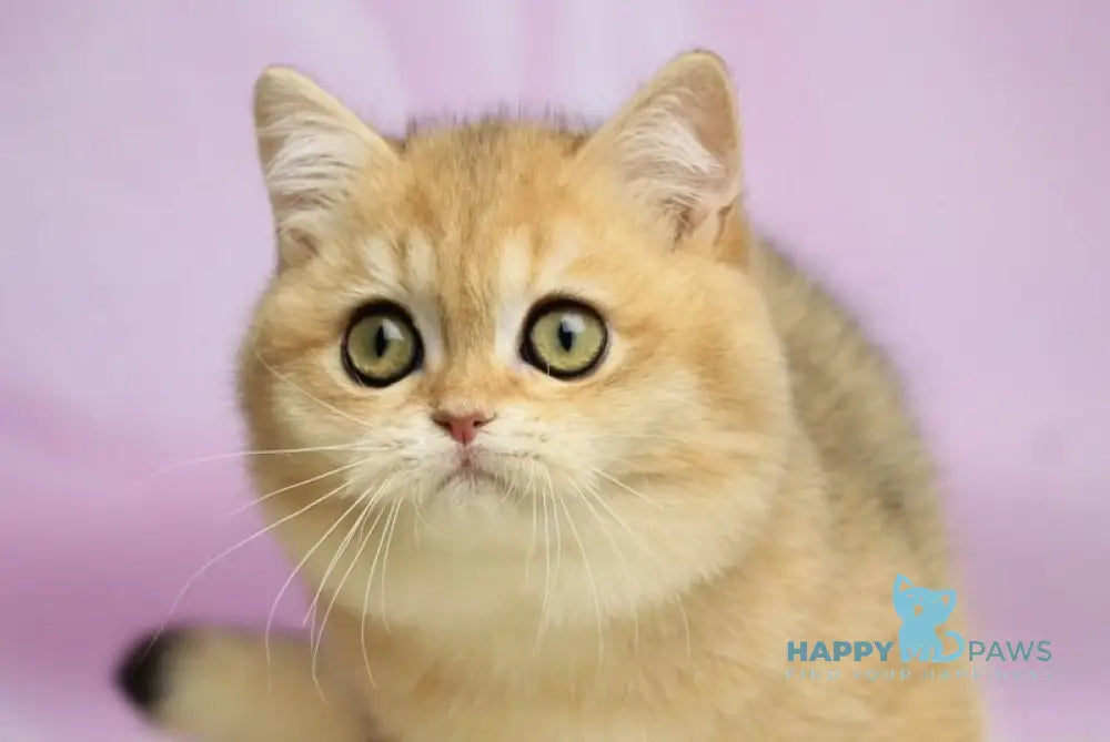 Ulick British Shorthair male black golden shaded live animals
