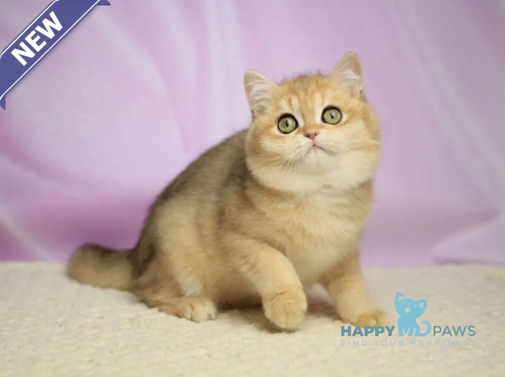 Ulick British Shorthair male black golden shaded live animals