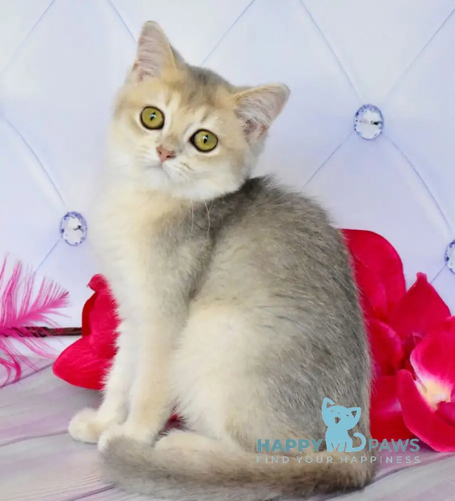 Ulies British Shorthair male blue golden shaded live animals