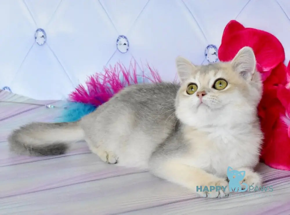 Ulies British Shorthair male blue golden shaded live animals