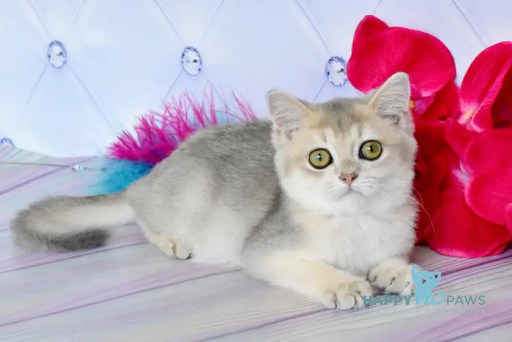 Ulies British Shorthair male blue golden shaded live animals